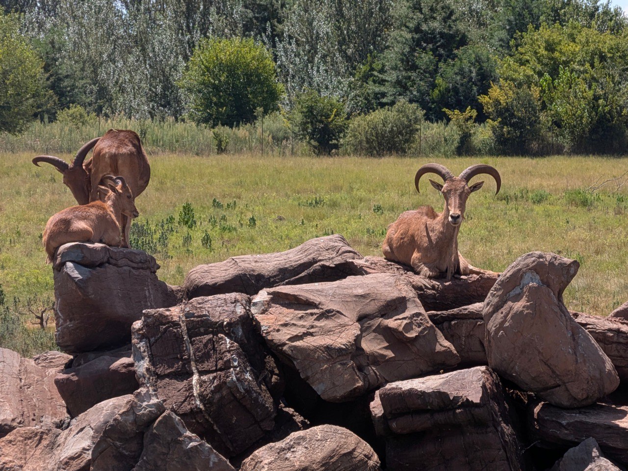 Strano Animale a Neck & Deck