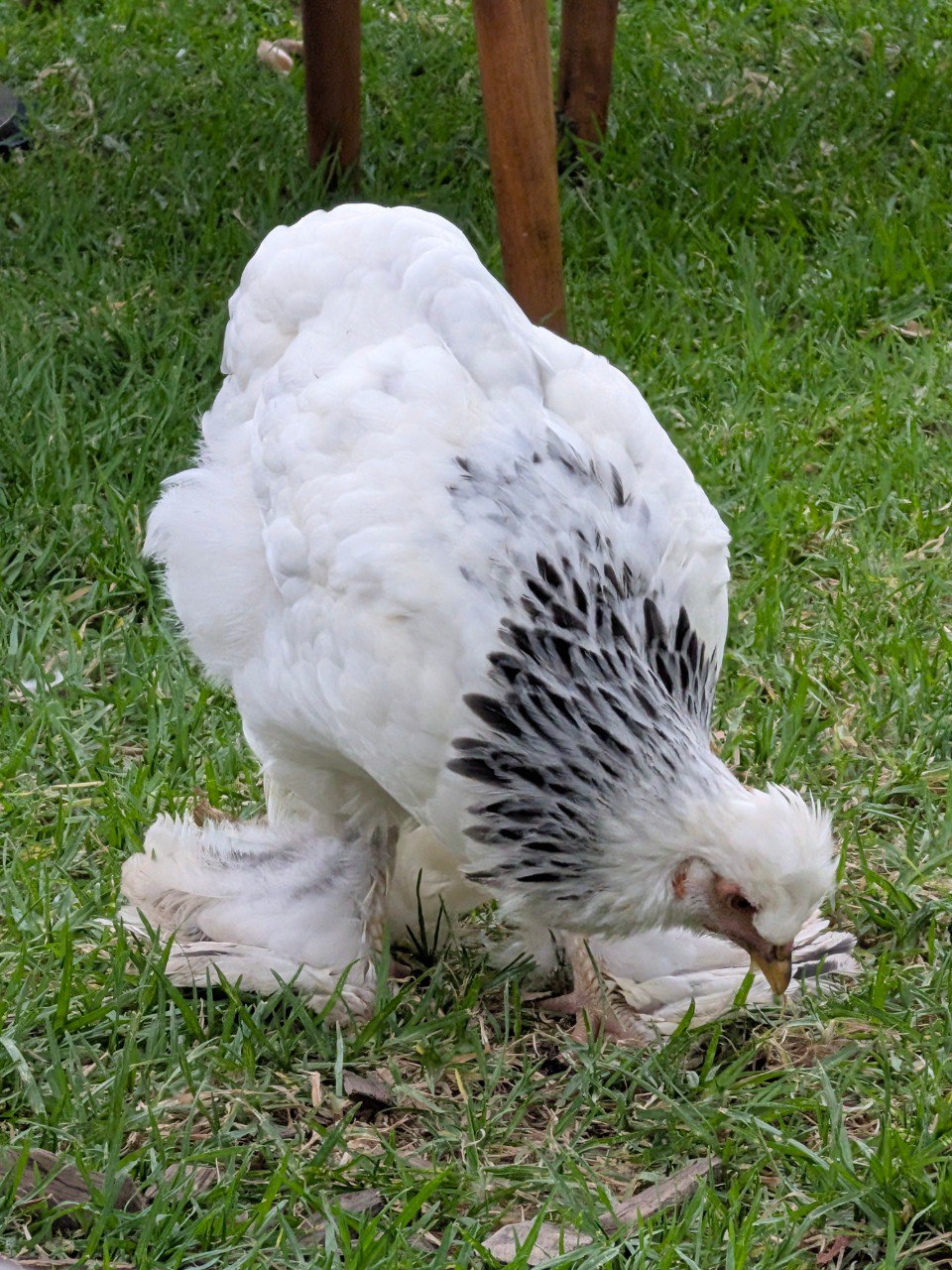 La Regina di Passerene