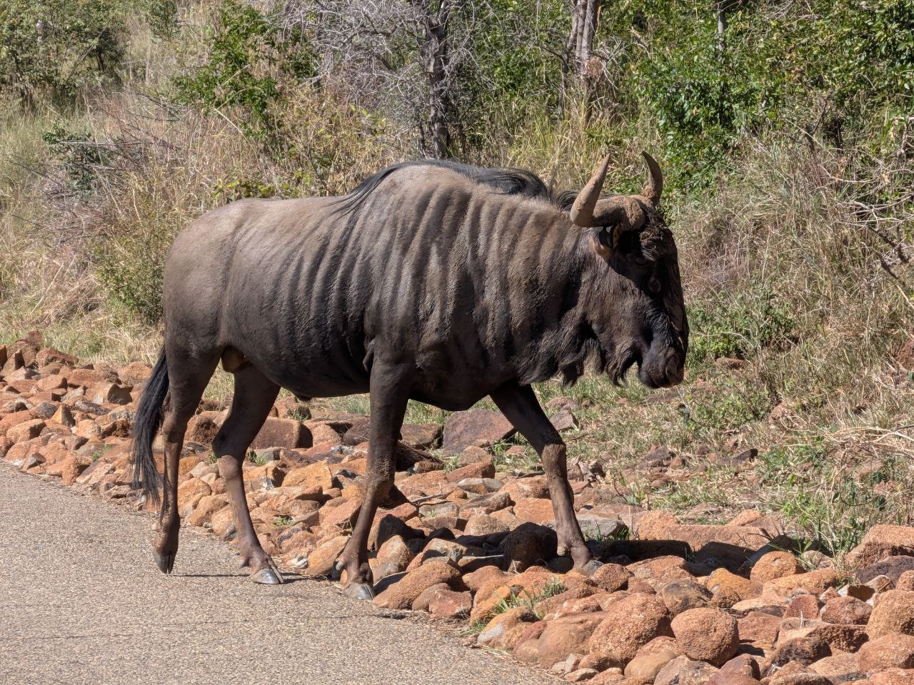Blue Wildebeest