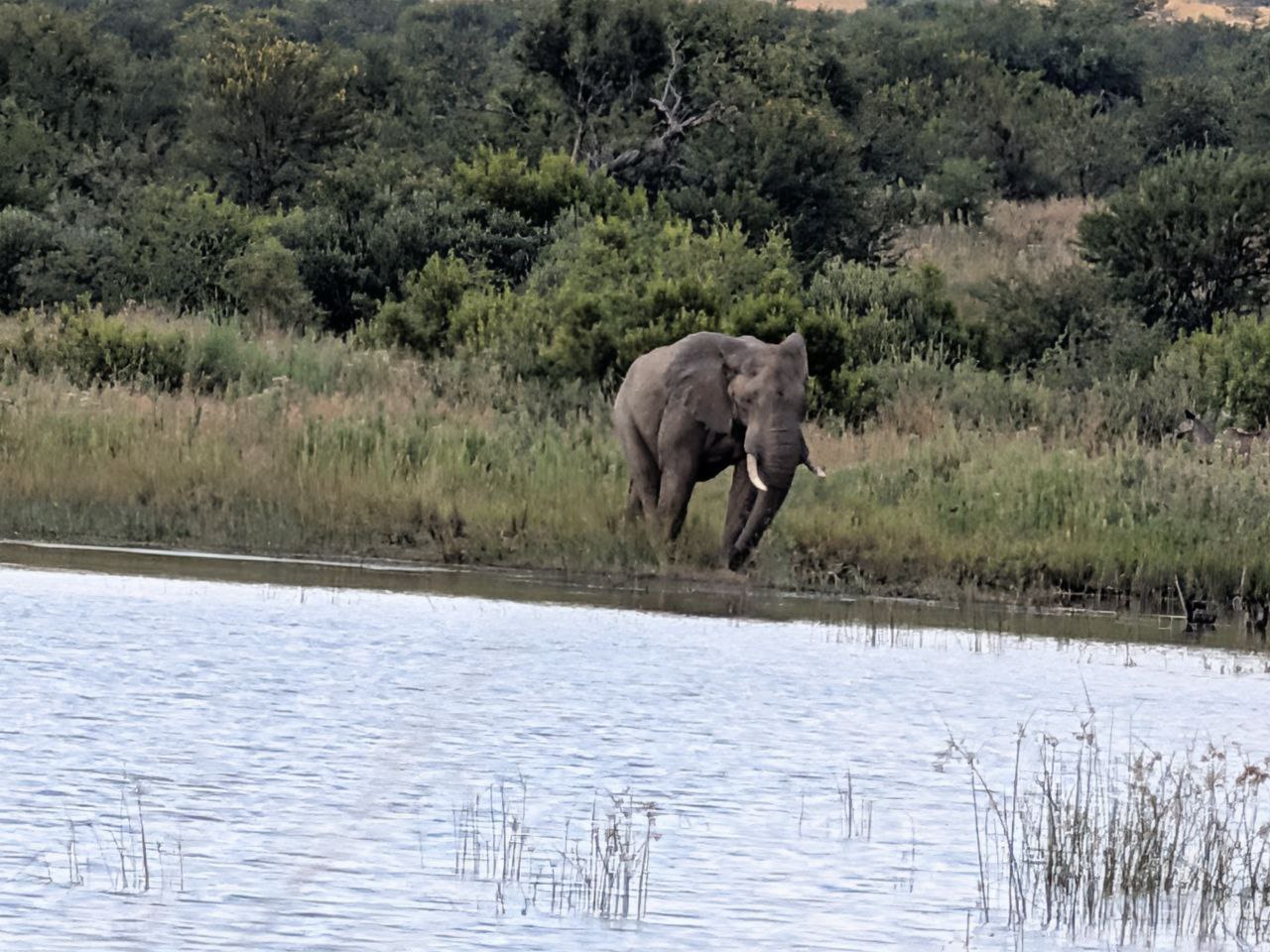 Elephant by the water