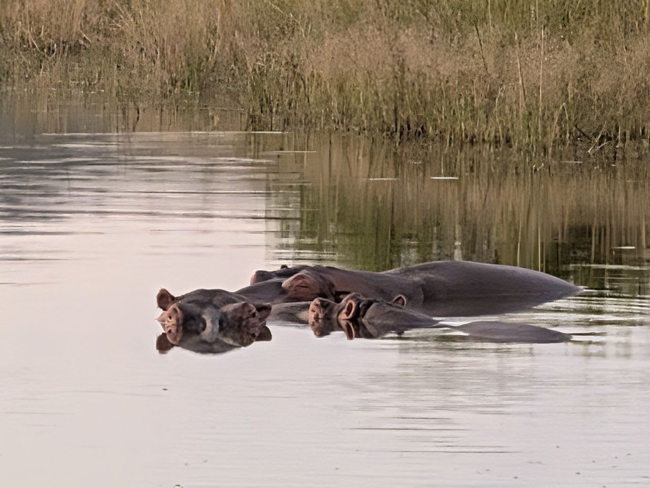 Hippos in the dam